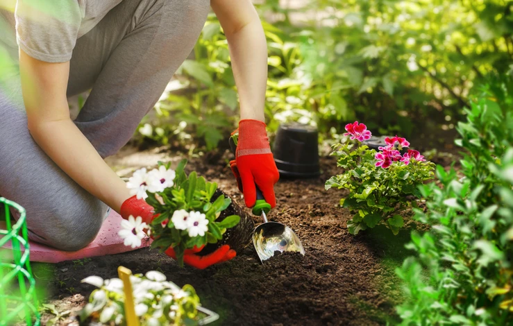 Femme jardinant à genoux dans un jardin extérieur ensoleillé, plantant des fleurs colorées