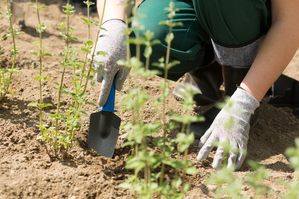Jardinier en activité de plantation dans un potager extérieur, agenouillé sur sol cultivé, manipulant une transplantoire à manche bleu pour repiquer de jeunes plants