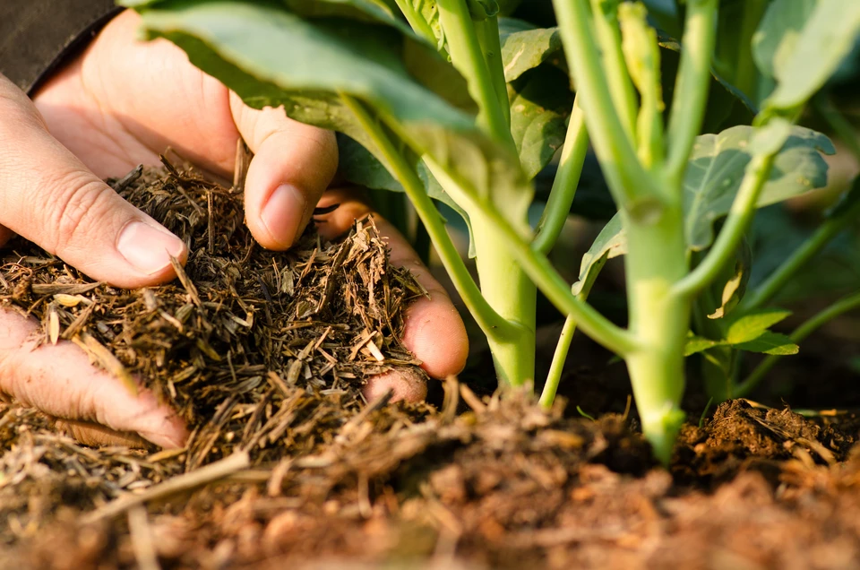 Scène extérieure de jardinage où une main applique du paillis organique autour de jeunes plants verts