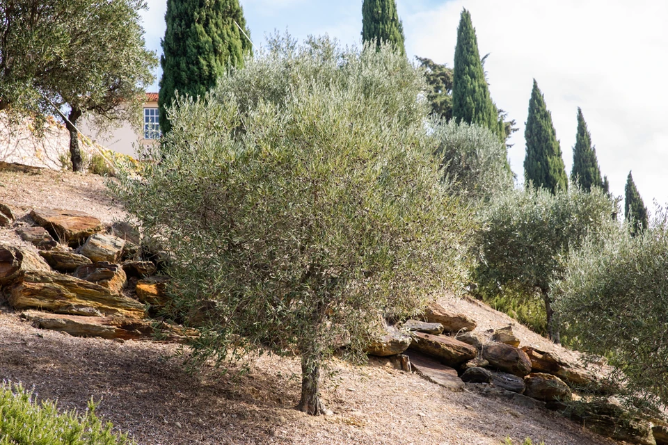 Paysage méditerranéen en terrasse avec oliviers centenaires aux feuillages argentés, cyprès élancés et murets en pierres sèches calcaires