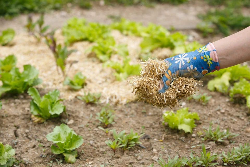 Scène extérieure de jardinage avec personne appliquant du paillis de paille autour de plants de légumes verts dans un potager