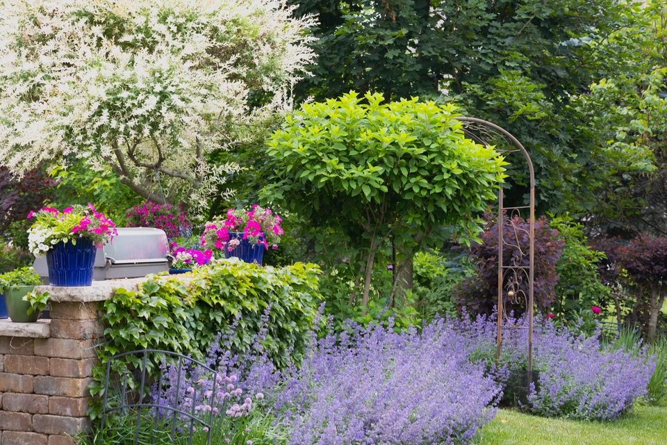Jardin résidentiel avec pelouse verte entretenue, massifs de fleurs colorées incluant bougainvilliers roses, plantations en bacs et bordures paysagères