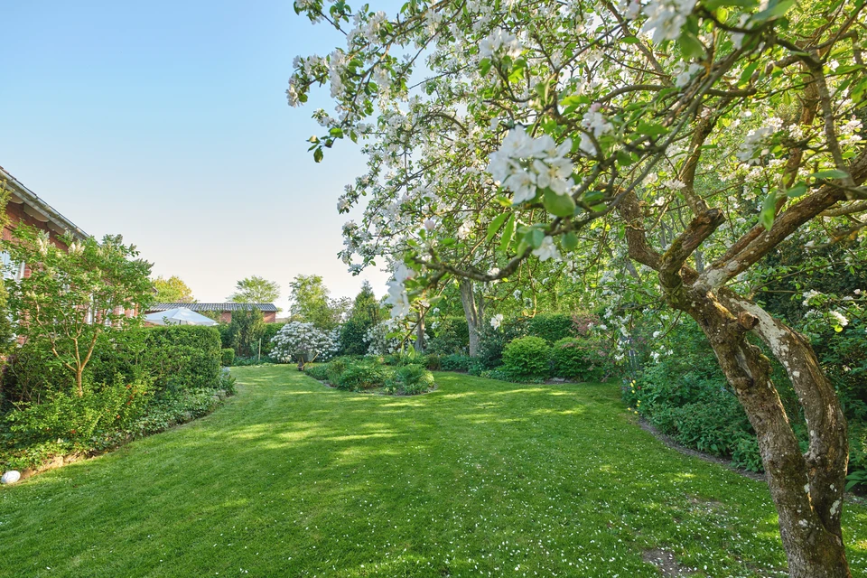 Jardin paysager avec pelouse verte entretenue, buisson fleuri aux fleurs lilas-roses au premier plan, haie de conifères dense en arrière-plan, végétation luxuriante aux feuillages variés
