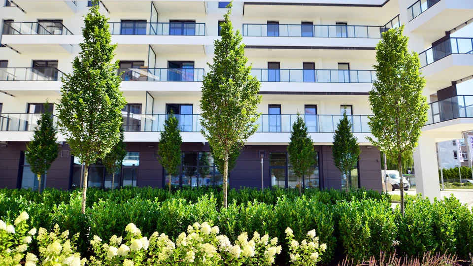 Jardin luxuriant avec végétation dense et variée comprenant fougères retombantes aux frondes délicates, plantes vivaces à feuillage vert tendre, arbustes à feuilles composées et tapis de mousse