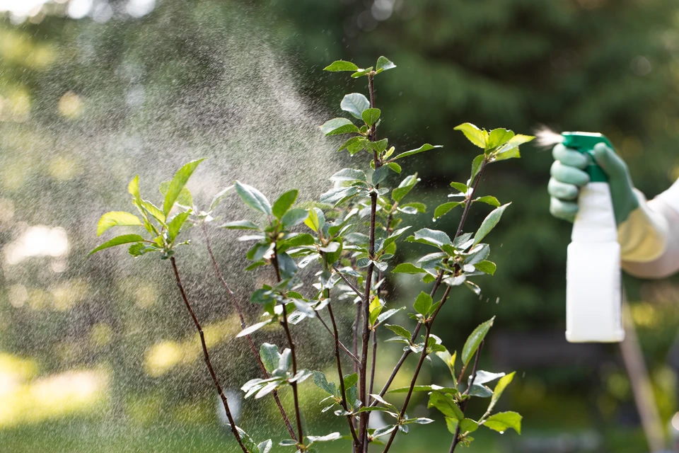 Jardin luxuriant avec végétation dense et variée comprenant fougères retombantes aux frondes délicates, plantes vivaces à feuillage vert tendre, arbustes à feuilles composées et tapis de mousse