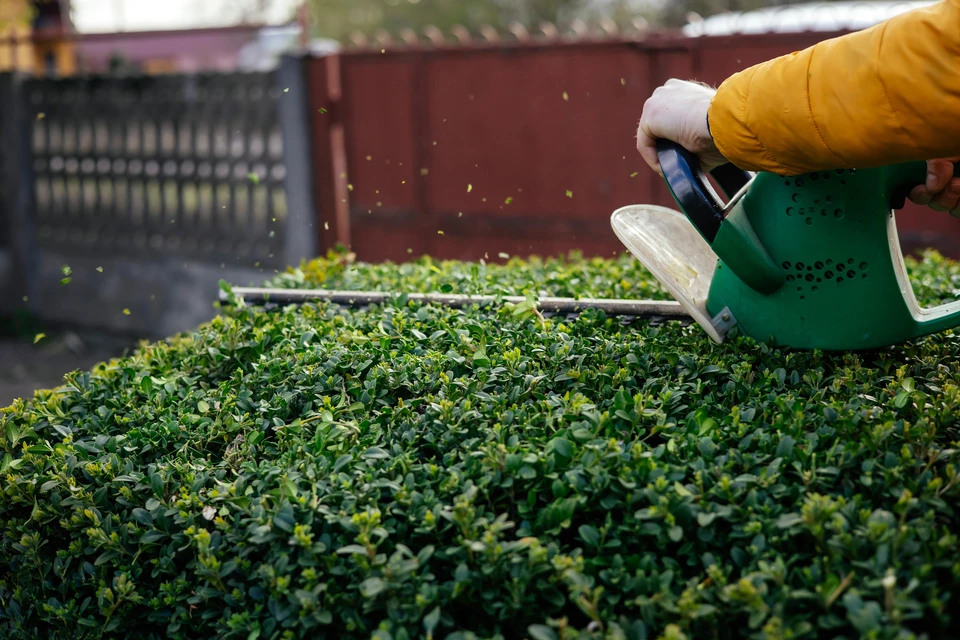 Un jardin extérieur envahi et délaissé montrant clairement l'état d'abandon initial : mauvaises herbes denses, zones non entretenues, plantes sauvages envahissantes, débris et matériaux accumulés au sol, allées impraticables. La scène doit être réaliste et bien éclairée, montrant l'espace avant intervention, sans personnage. Cette image illustrera le contexte de transformation que Cotton Garden propose : redonner splendeur à des espaces oubliés.