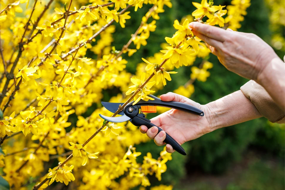 Élagueur professionnel en action dans les branches d'un grand arbre, utilisant une tronçonneuse pour couper une branche